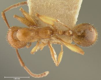 Media type: image; Entomology 20599   Aspect: habitus dorsal view
